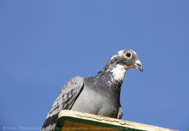 Photo de Pigeon