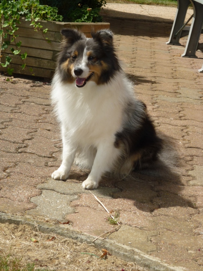 Photo de Chien de berger des shetland