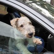 Photo de Fox terrier  poil dur