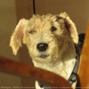 Photo de Fox terrier  poil dur