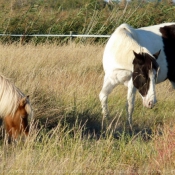 Photo de Poney (toutes races)