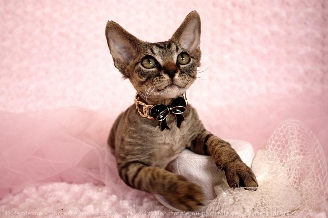 Photo de Devon rex