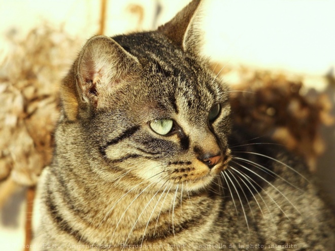 Photo de Chat domestique