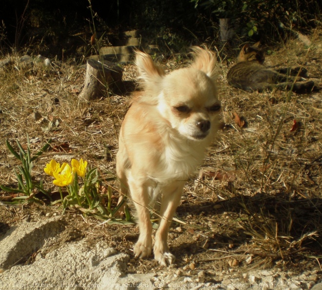 Photo de Chihuahua  poil long