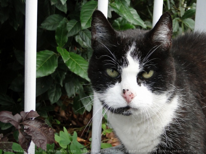 Photo de Chat domestique