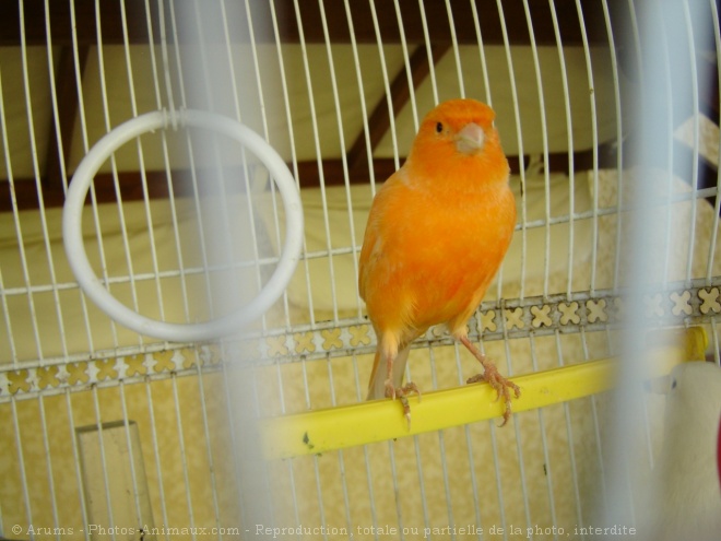 Photo de Canari