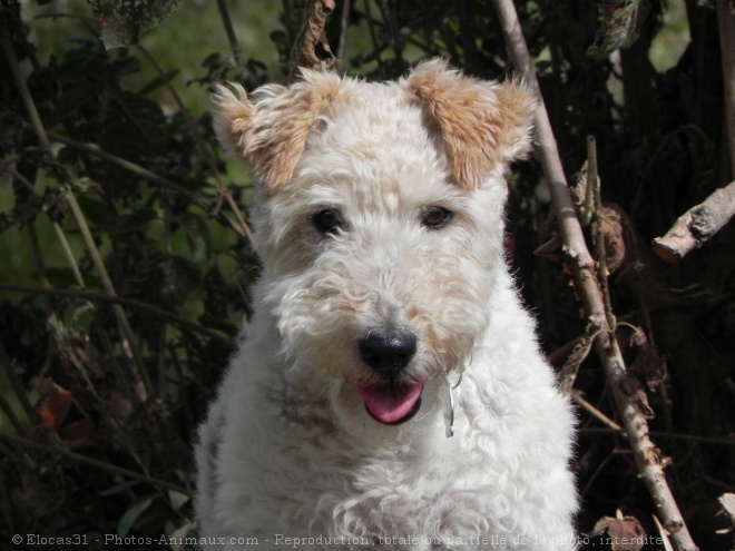 Photo de Fox terrier  poil dur