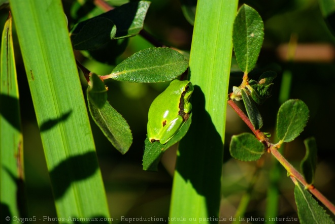 Photo de Grenouille - rainette verte