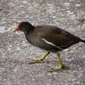 Photo de Poule d'eau