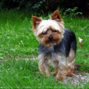 Photo de Yorkshire terrier