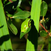 Fond d'cran avec photo de Grenouille - rainette verte