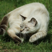 Photo de Chat domestique