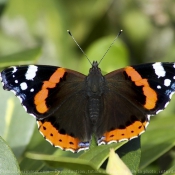 Photo de Papillon