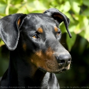 Photo de Dobermann