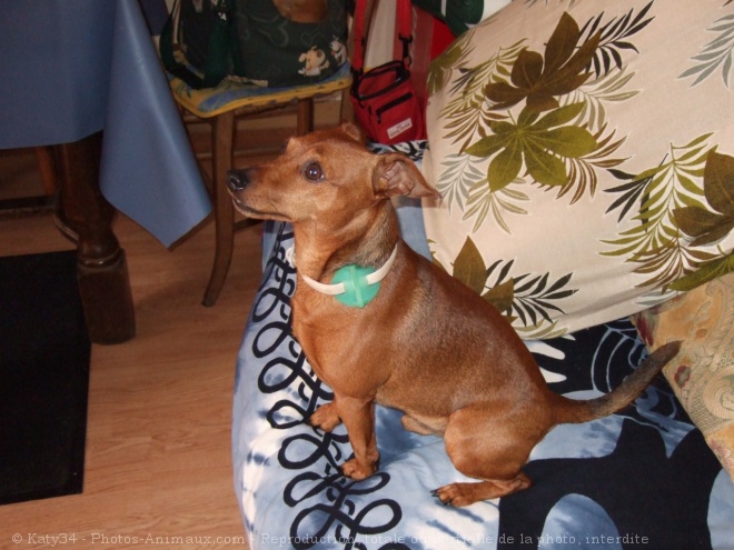 Photo de Pinscher nain