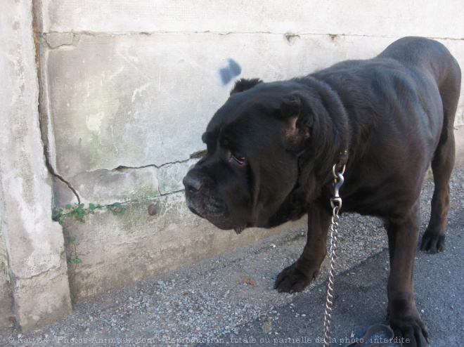 Photo de Chien de cour italien