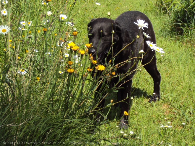 Photo de Labrador retriever