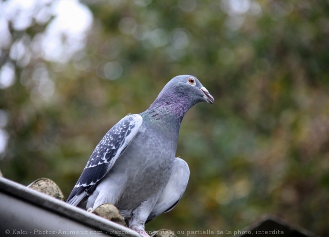 Photo de Pigeon