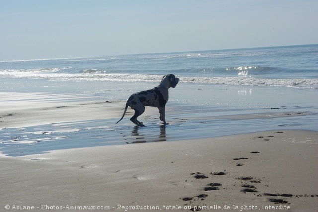 Photo de Dogue allemand