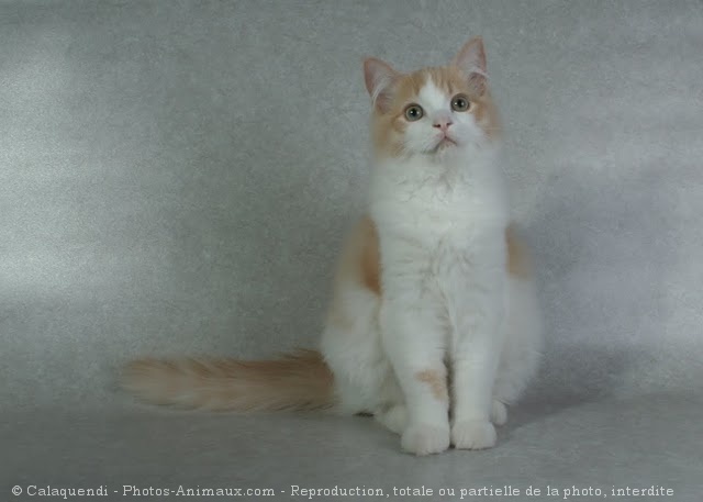 Photo de Ragdoll