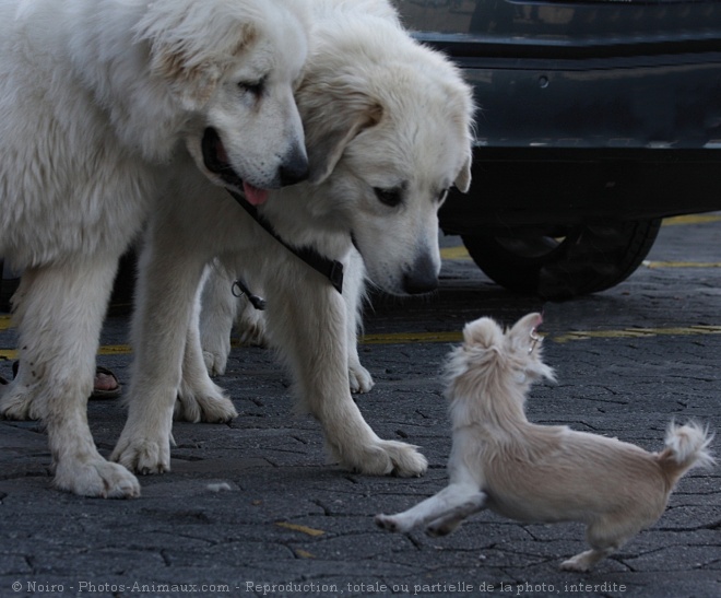 Photo de Races diffrentes