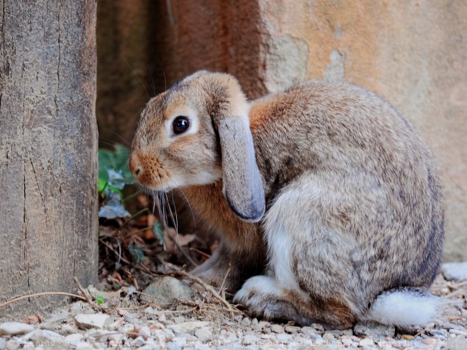 Photo de Lapin