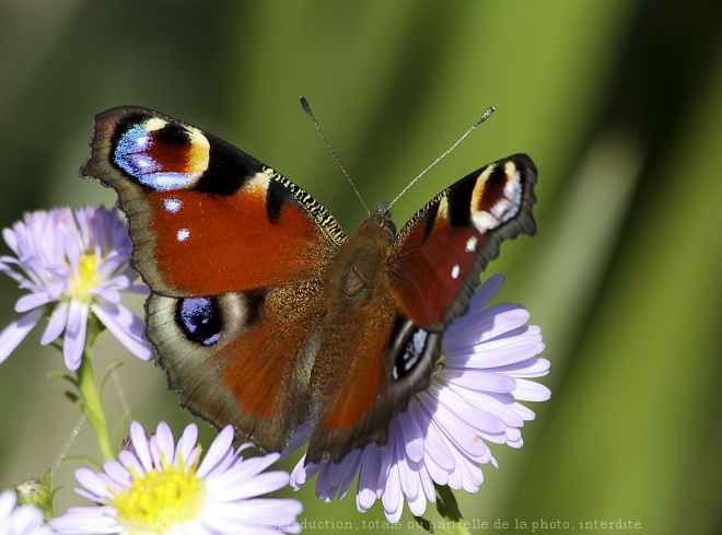 Photo de Papillon - paon du jour