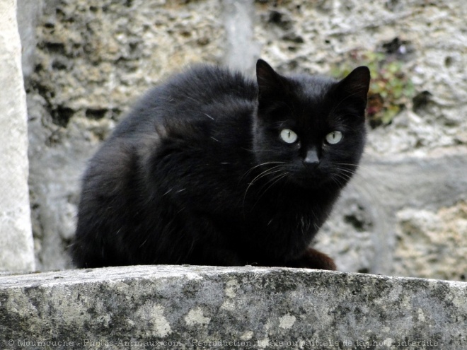 Photo de Chat domestique