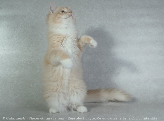 Photo de Ragdoll