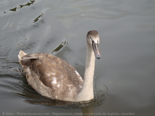 Photo de Cygne