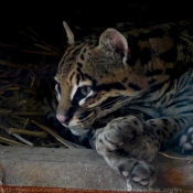 Photo d'Ocelot