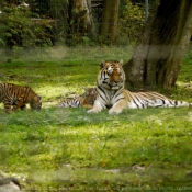 Photo de Tigre