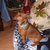 Photo de Pinscher nain