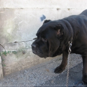 Photo de Chien de cour italien