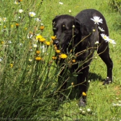 Photo de Labrador retriever