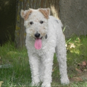 Photo de Fox terrier  poil dur