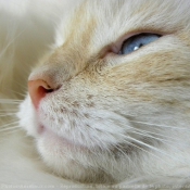 Photo de Ragdoll