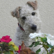 Photo de Fox terrier  poil dur