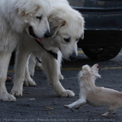 Photo de Races diffrentes