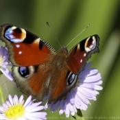 Photo de Papillon - paon du jour