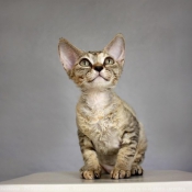 Photo de Devon rex