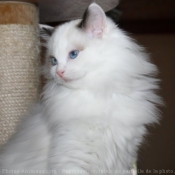 Photo de Ragdoll