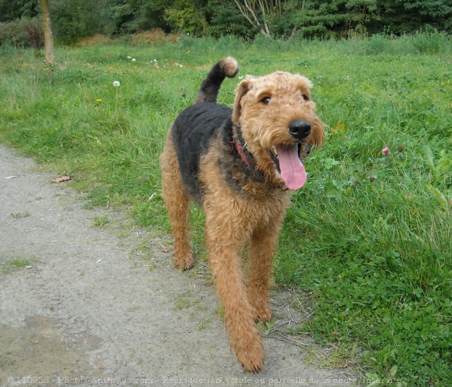 Photo d'Airedale terrier