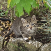 Photo de Chat domestique