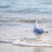 Photo de Mouette