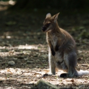 Photo de Wallaby