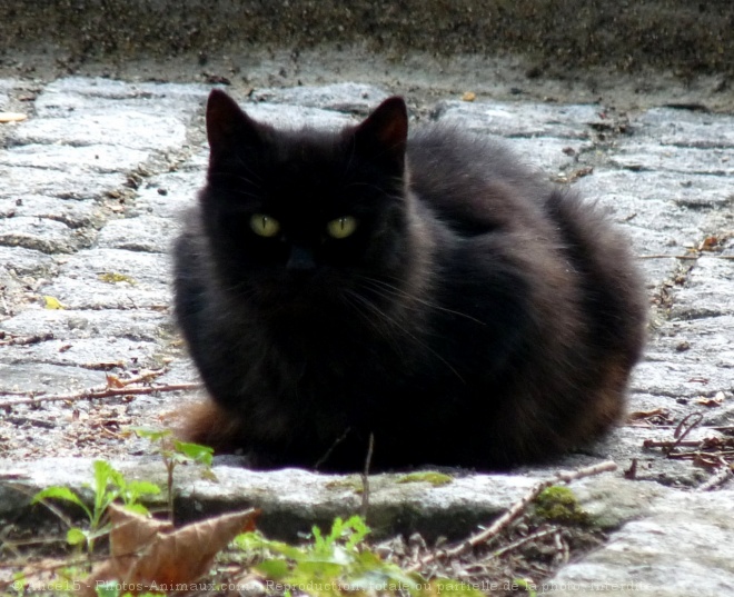 Photo de Chat domestique