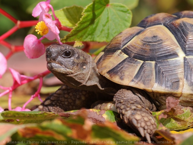 Photo de Tortue