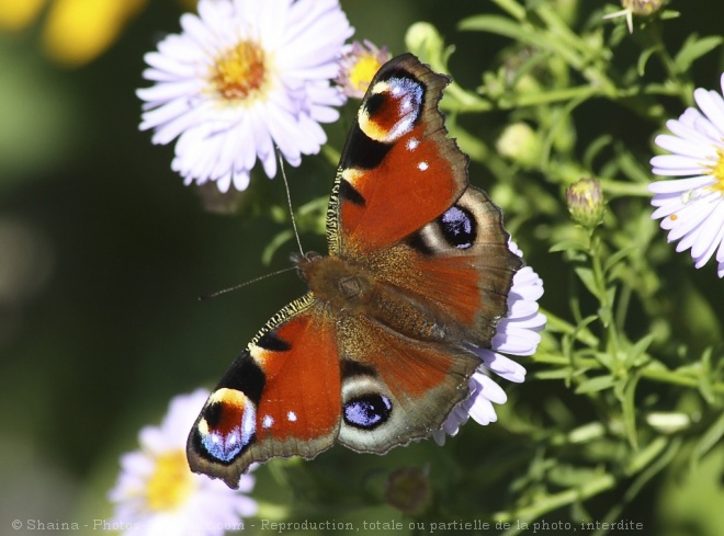 Photo de Papillon - paon du jour