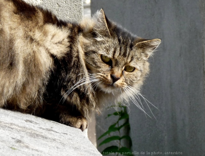 Photo de Chat domestique